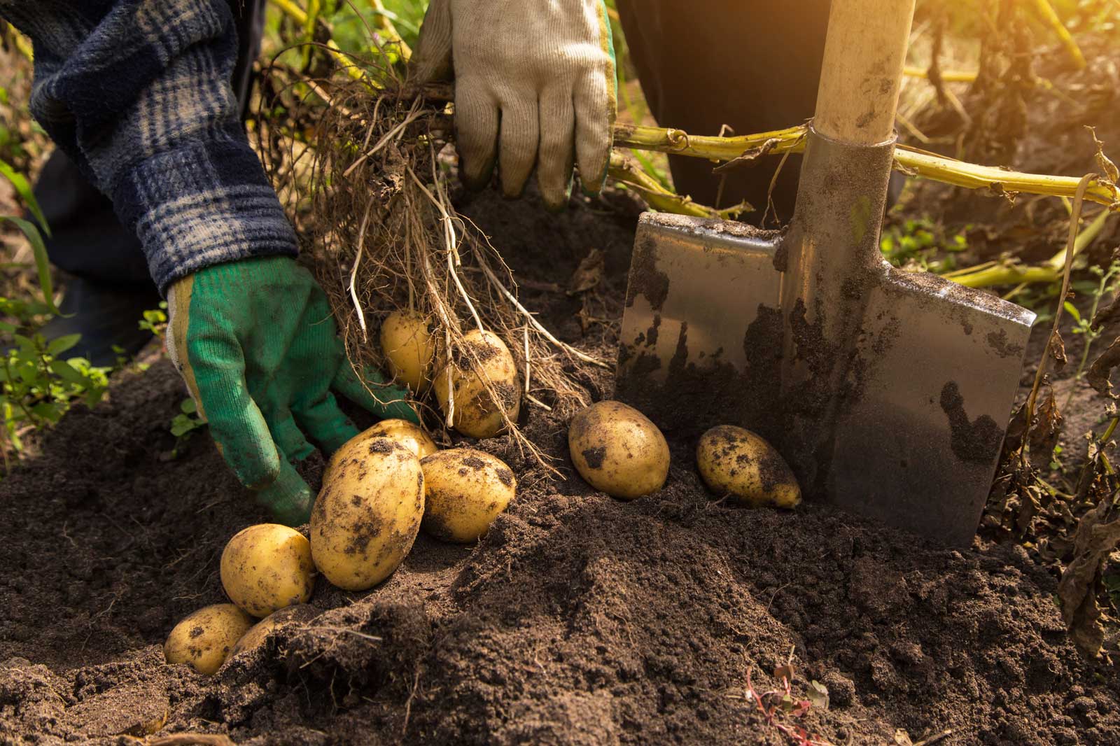 How To Grow Potatoes Organically